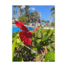 Tarjeta postal de Hibisco