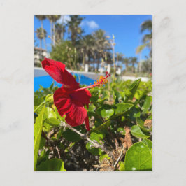 Tarjeta postal de Hibisco