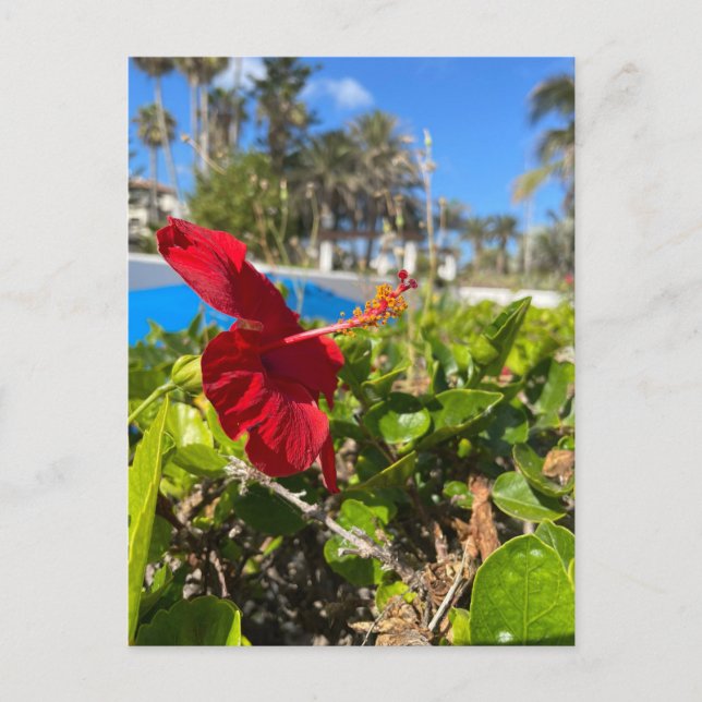 Tarjeta postal de Hibisco (Anverso)