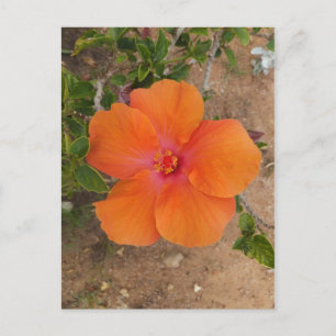 Tarjeta postal de Hibisco Naranja, personalizable