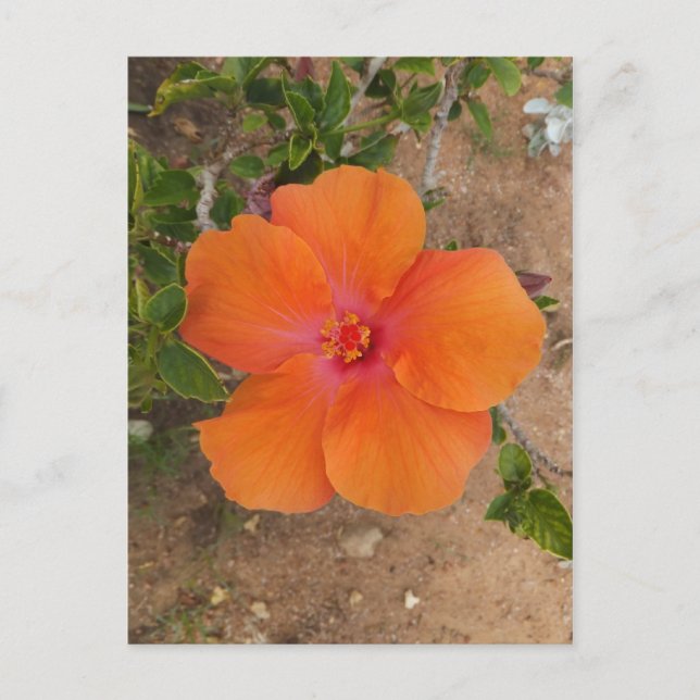 Tarjeta postal de Hibisco Naranja, personalizable (Anverso)