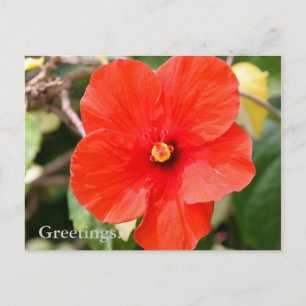 Tarjeta postal de Hibisco Variado