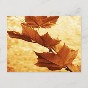 Tarjeta postal de hoja de arce