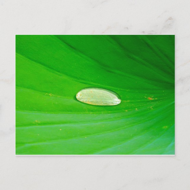 Tarjeta postal de hoja de nenúfar (Anverso)