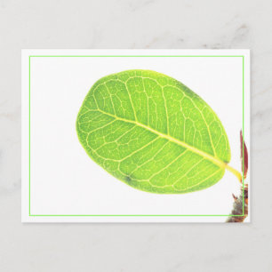 Tarjeta postal de hoja verde rica de higo silvestr