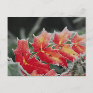 tarjeta postal de hojas congeladas
