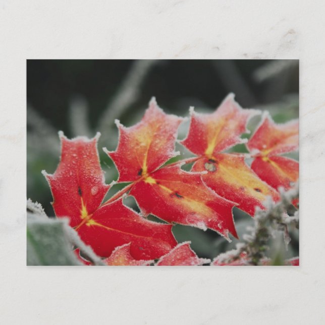 tarjeta postal de hojas congeladas (Anverso)