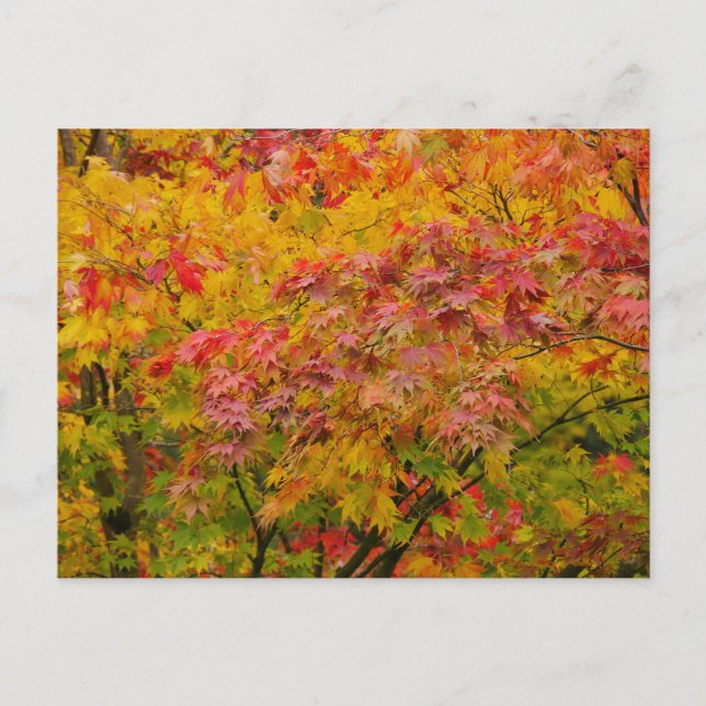 Tarjeta postal de hojas de arce (Anverso)