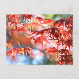 Tarjeta postal de hojas de arce de otoño sereno