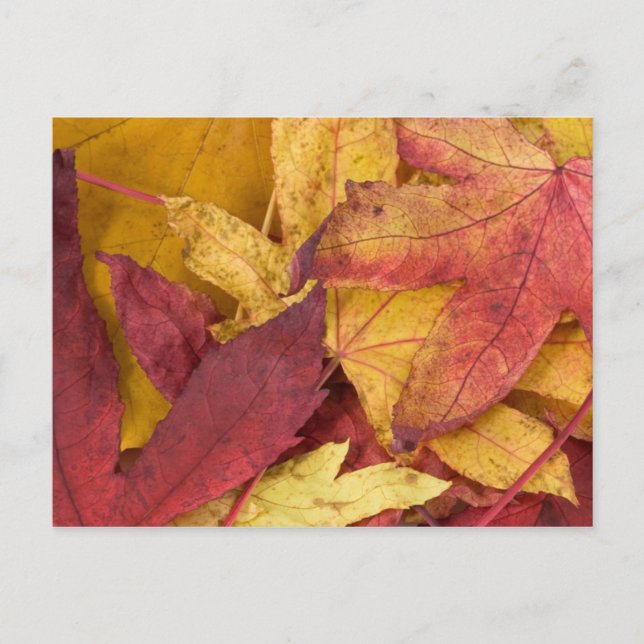 Tarjeta Postal de Hojas de Otoño (Anverso)