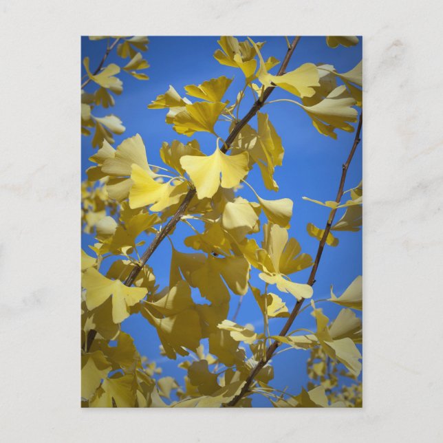 Tarjeta postal de hojas de otoño (Anverso)