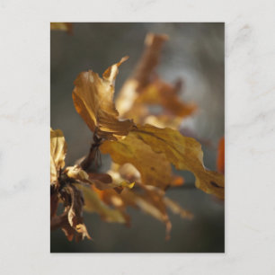 Tarjeta postal de hojas de otoño