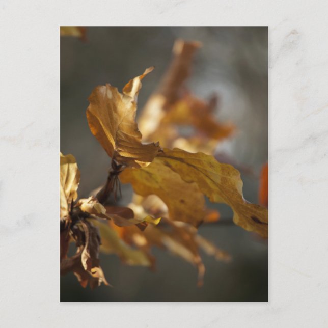 Tarjeta postal de hojas de otoño (Anverso)
