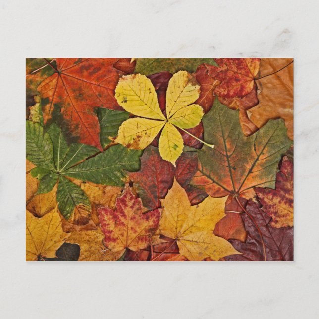 Tarjeta postal de hojas de otoño coloridas (Anverso)