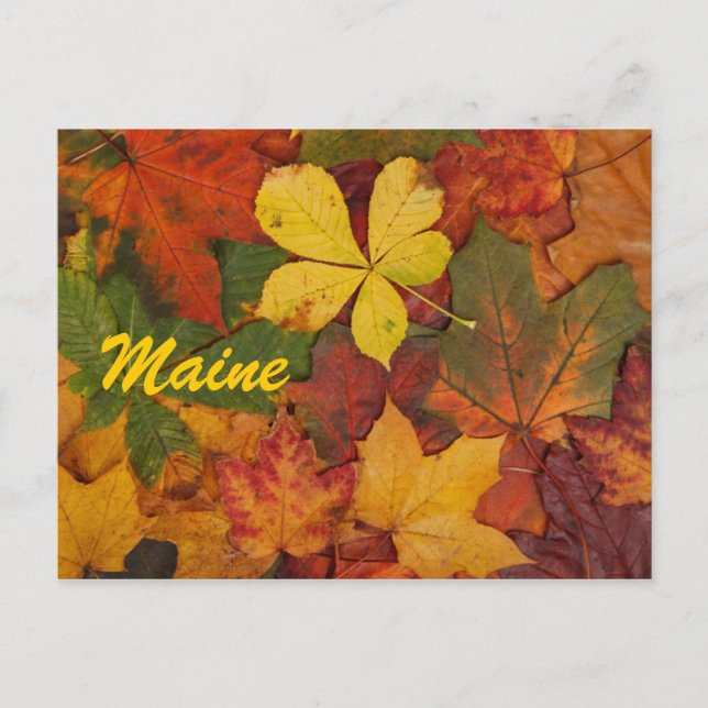 Tarjeta Postal de Hojas de Otoño de Maine (Anverso)