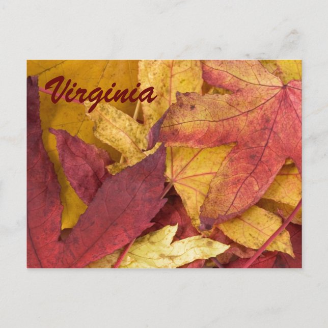 Tarjeta Postal de Hojas de Otoño de Virginia (Anverso)