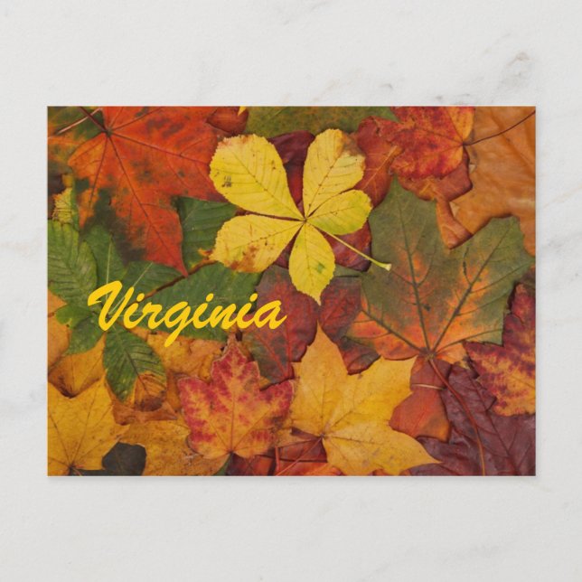 Tarjeta Postal de Hojas de Otoño de Virginia (Anverso)