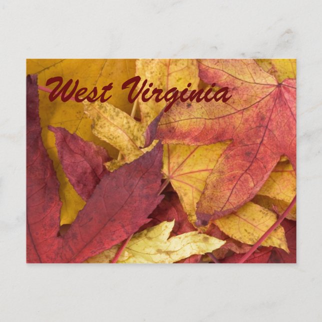 Tarjeta Postal de Hojas de Otoño de Virginia Occid (Anverso)
