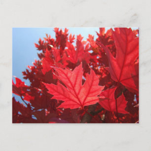 Tarjeta postal de hojas de otoño personalizada Hoj