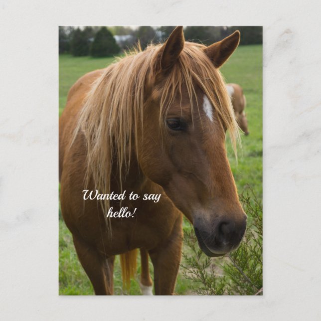 Tarjeta Postal de Hola Caballo (Anverso)