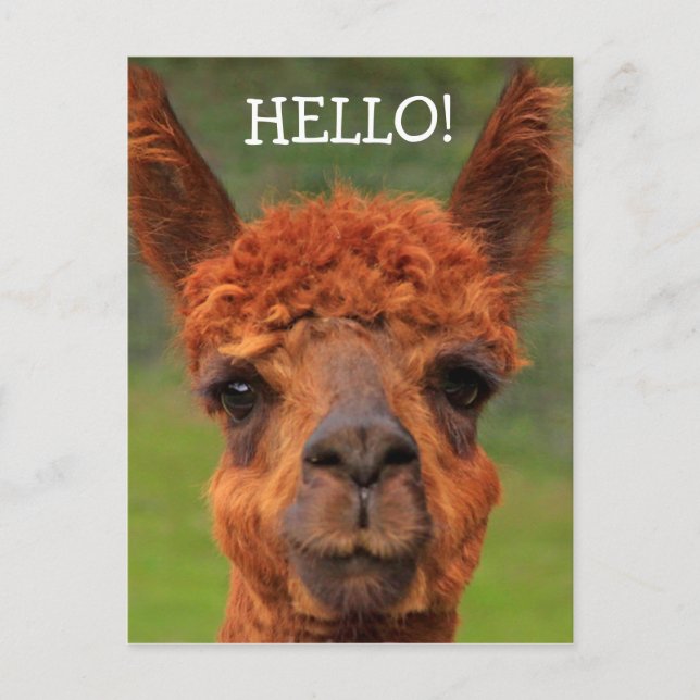 Tarjeta Postal de Hola Llama Super Adorable (Anverso)