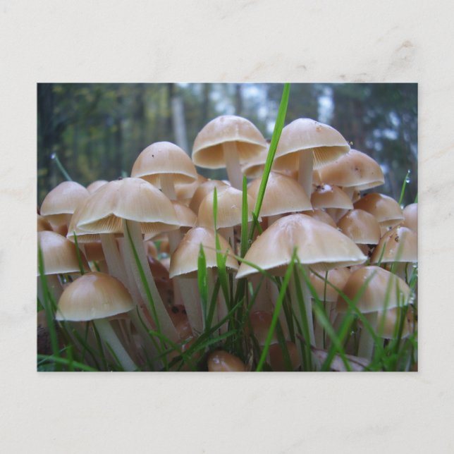 Tarjeta postal de hongo Mycena inclinata (Anverso)