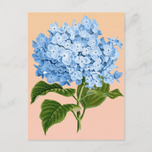 Tarjeta postal de Hortensia Azul Bebé