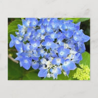 Tarjeta postal de Hortensia New Bloom