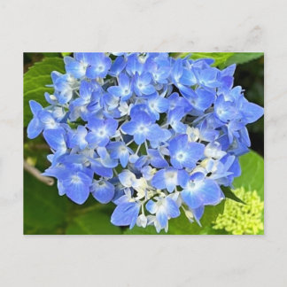Tarjeta postal de Hortensia New Bloom