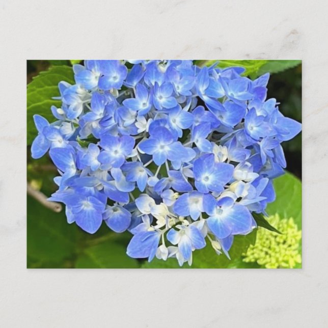 Tarjeta postal de Hortensia New Bloom (Anverso)