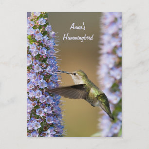 Tarjeta postal de Hummingbird Flower Personalizado