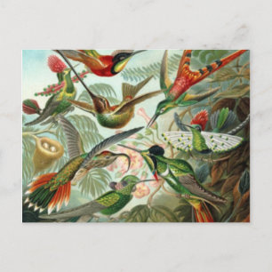 Tarjeta postal de Hummingbirds Vintage
