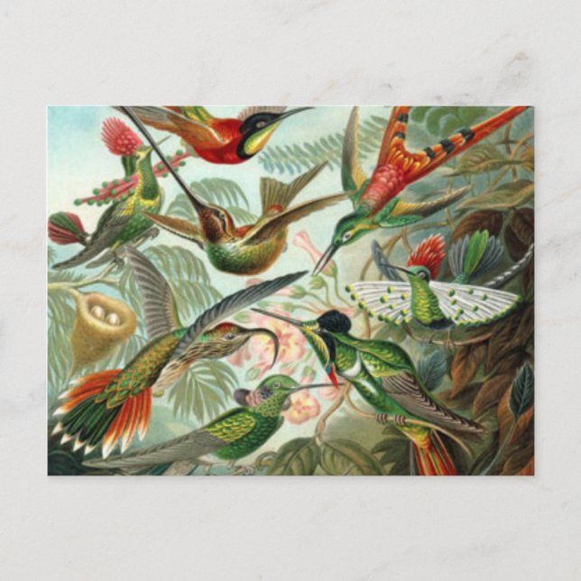 Tarjeta postal de Hummingbirds Vintage (Anverso)