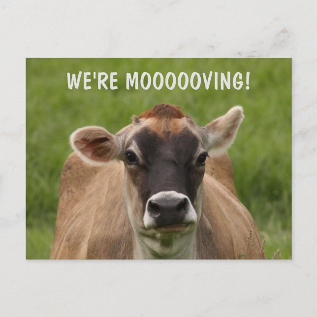 Tarjeta Postal de Humor de Vaca que se Muda (Anverso)