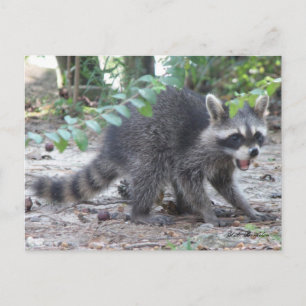 Tarjeta postal de Hungry Baby Raccoon