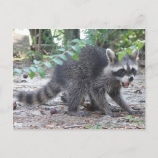 Tarjeta postal de Hungry Baby Raccoon