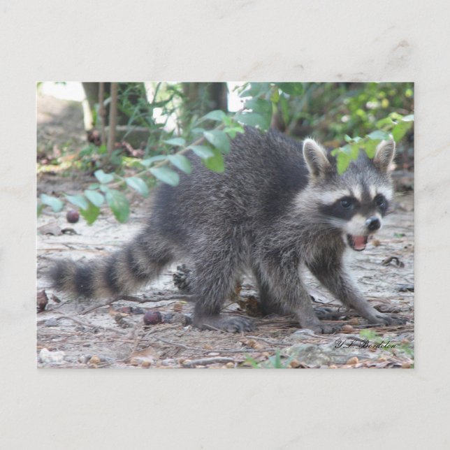 Tarjeta postal de Hungry Baby Raccoon (Anverso)