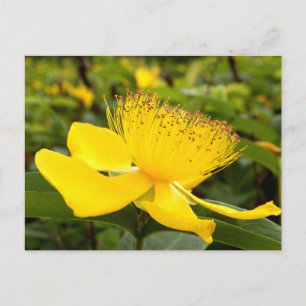 Tarjeta postal de Hypericum Calcyinum