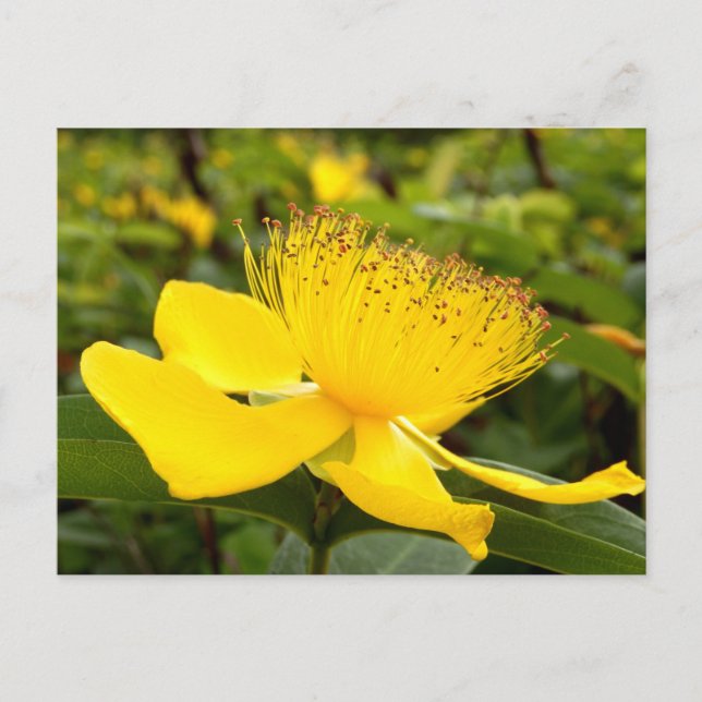 Tarjeta postal de Hypericum Calcyinum (Anverso)