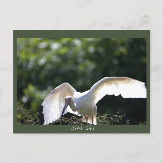 Tarjeta postal de Ibis blanco (Anverso)
