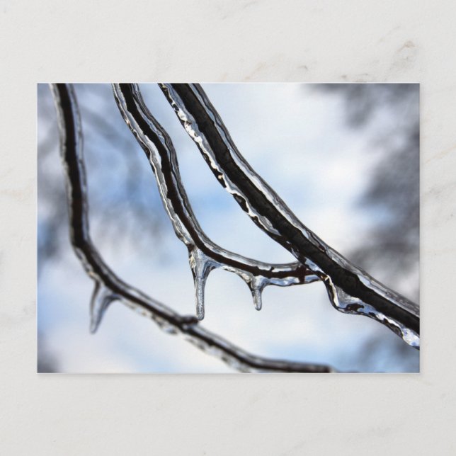 Tarjeta postal de Icy Branches (Anverso)