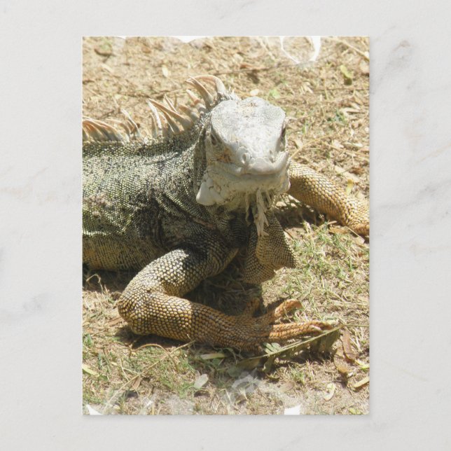 Tarjeta postal de Iguana Lizard (Anverso)