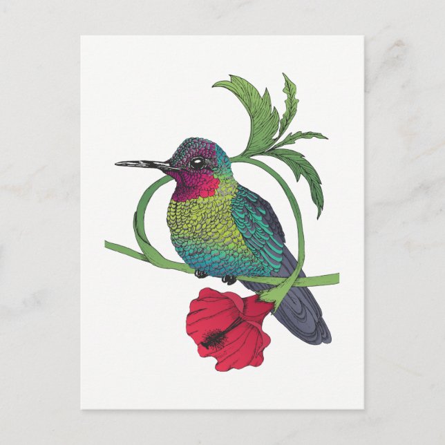 Tarjeta postal de Ilustracion de aves de Colibri (Anverso)