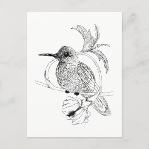 Tarjeta postal de Ilustracion de aves de Colibri