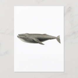 TARJETA POSTAL DE ILUSTRACION DE BALLENA DE VINTAJ