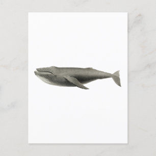 TARJETA POSTAL DE ILUSTRACION DE BALLENA DE VINTAJ