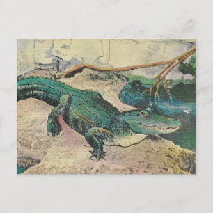 Tarjeta postal de ilustración de caimán vintage