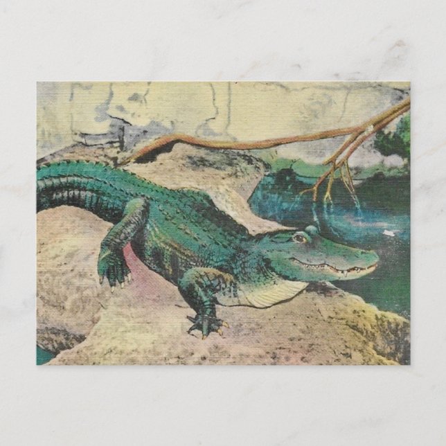 Tarjeta postal de ilustración de caimán vintage (Anverso)