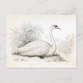 Tarjeta postal de ilustración de cisne vintage bon