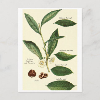 Tarjeta postal de ilustracion de hoja de té de cos